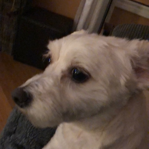 Meet your Posher, Barbara - Picture 1 of 1